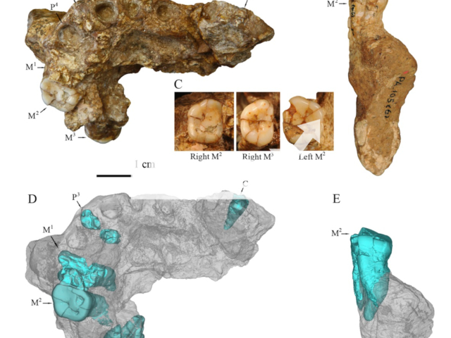 Remains of the maxilla and teeth of the skull of Gongwangling. Note: Licensed photo.  (Xing Song, CENIEH/Newsflash)