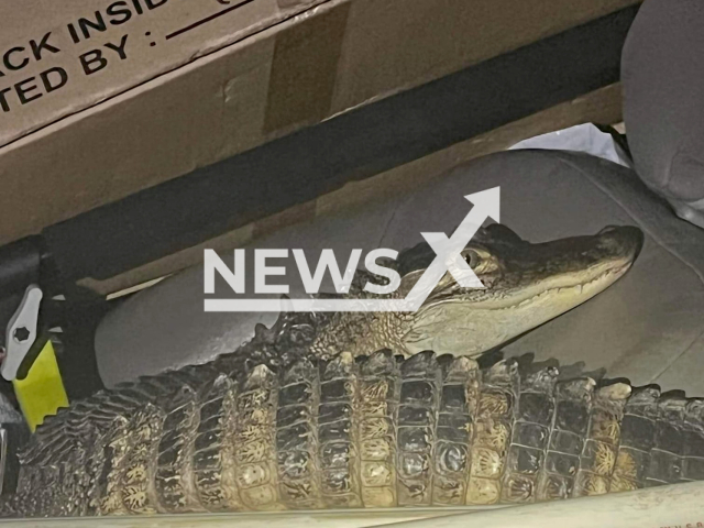 The passenger, "Karen" the Alligator, attempted to flee the scene, but was taken into custody after a short scuffle on the 11th of June 2022 in Michigan. Note: Police photo (Lake County Sheriff's Office Michigan/Newsflash)