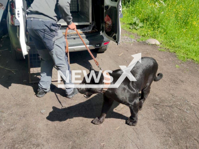 Russian environmental prosecutors and employees of the Committee for Nature Management of Saint Petersburg found a panther, on the territory of the reserve 'Southern coast of the Neva Bay', that was brought there by its owner for a photo shoot. Note: Picture is from the Prosecutor's Office of Saint Petersburg (@procspb/Newsflash)