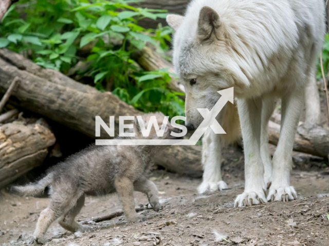 Arctic wolf cub and mother in Zoo Vienna.
Note: Licensed photo(Daniel Zupanc/Newsflash).