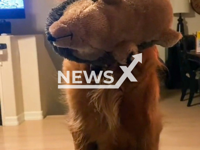 Dog's reaction to watching the Disney classic "Lady and the Tramp" in Orange County, California. Note: Picture is a screenshot from a video (@its.meagan.elizabeth/Newsflash)