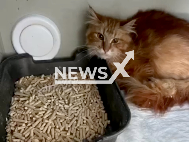 One of the twenty Maine Coons who survived two weeks by eating the body of their owner after she passed away in the city of Bataysk, in Rostov, Russia. Note: Photo from animal shelter (@kotocafe_kotedzh/Newsflash)