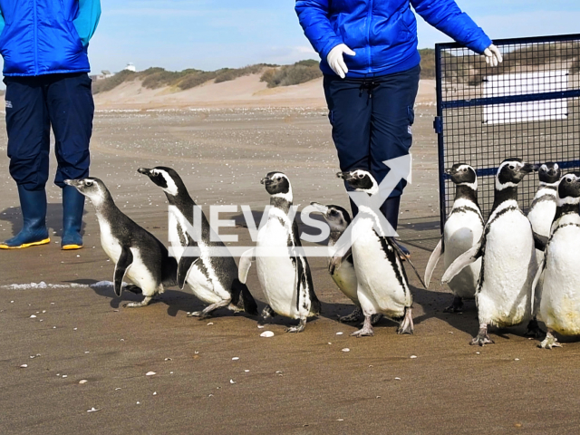 12 Magellanic penguins (Spheniscus magellanicus) rescued in different locations in Argentina and rehabilitated at the Mundo Marino Foundation due to malnutrition, dehydration, high parasite load and, in some cases, hypothermia returned to the sea at the San Clemente del Tuyu beach, on 16th June, 2022.  
Note: Licensed photo.  (Mundo Marino/Newsflash)