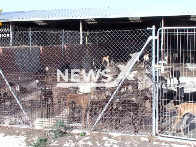 Police rescue dogs allegedly used by a businessman who traded the blood of animals that he got using painful and cruel practices to extract, in Madrid, Spain, in June, 2022. Note: Picture is a screenshot from a video (Newsflash)