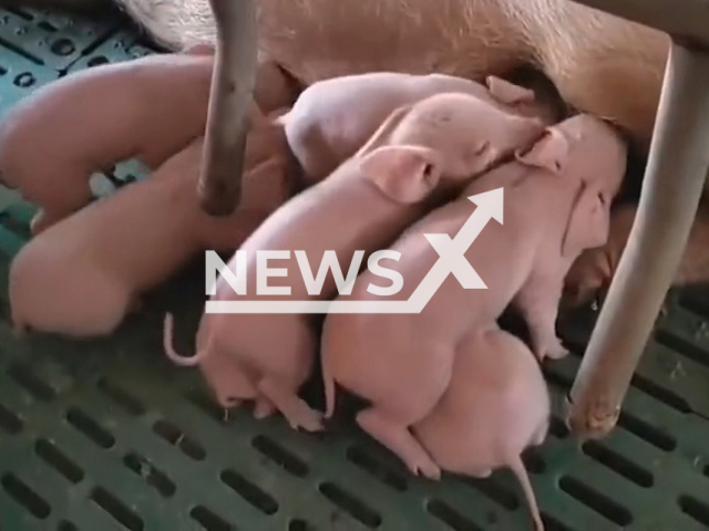 Scientists made world's first piglets cloned by robots in Tianjin, China. Note: Picture is a screenshot from a video (Nankai University/AsiaWire)