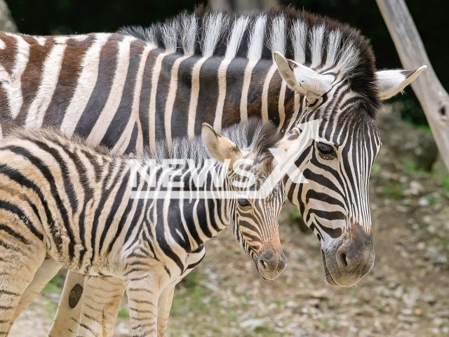 The little zebra foal and its mum at the Tiergarten Schonbrunn zoo in Austria's capital Vienna. Note: Licensed photo. (Daniel Zupanc/Newsflash)