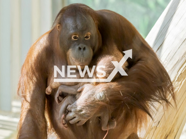 Orangutan sari with cub in Zoo Vienna.
Note: Licensed photo(Daniel Zupanc/Newsflash).