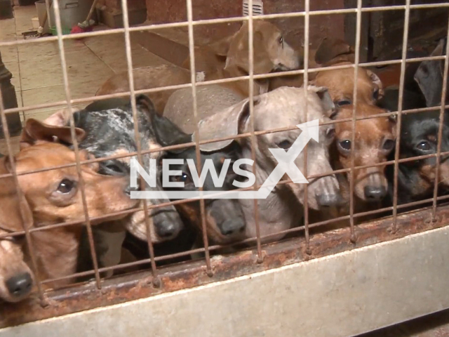 Some of the 55 dogs that were mistreated and offered for sale in an illegal kennel in Buenos Aires, Argentina, rescued in June, 2022.  
Note: Police photo. (Policia de la Ciudad/Newsflash)