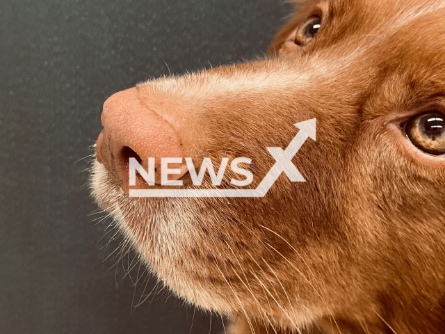 Recent study by a research team from the University of Veterinary Medicine Hannover (TiHo) shows that dogs previously trained with samples from SARS-CoV-2 infected individuals can recognize samples from post-COVID-19 patients. Note: Licensed photo. (Sebastian Meller/Newsflash)