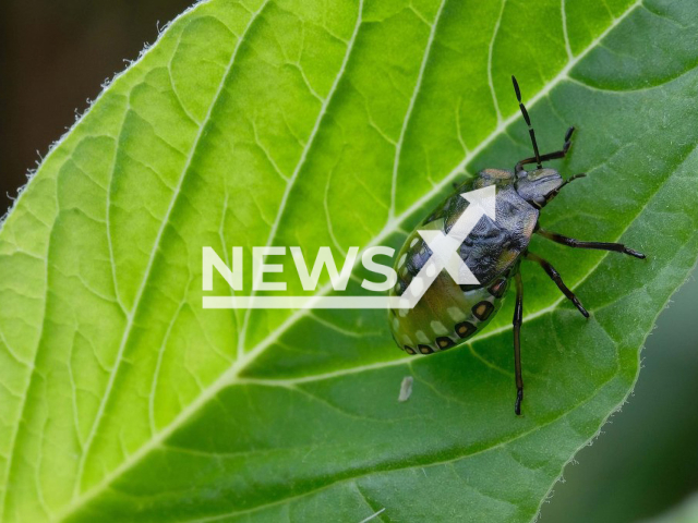 A southern green shield bug (UK), also known as a southern green stink bug in the USA, crawling over a leaf and leaving traces of DNA. Note: Licensed photo. (Willibald Lang/Newsflash)