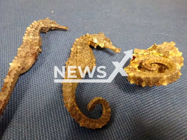 Customs dog found 844 dried seahorses weighing a total of around five kilograms at Leipzig-Halle Airport in June 2022.
Note: Licensed photo(Hauptzollamt Dresden/Newsflash).