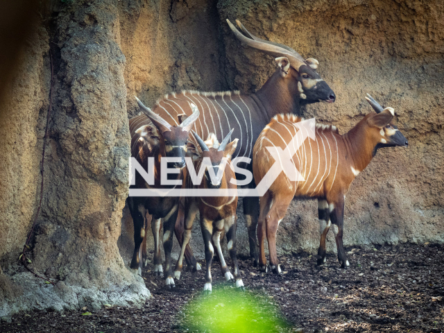 BIOPARC Valencia, in Spain, receives a group of eastern bongo, a critically endangered species with less than 100 specimens in the wild, in June, 2022. Note: Licensed photo.  (Bioparc Valencia/Newsflash)