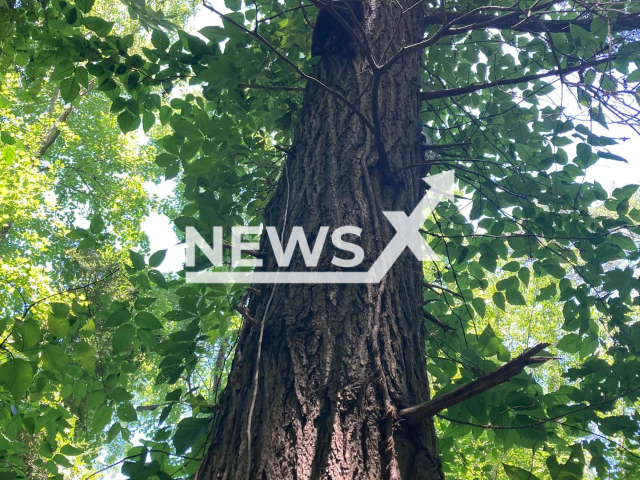 Tennessee Wildlife Resources Agency came to the rescue of a black bear cub in June 2022, who had gotten its head stuck in a plastic food container. Note: Government photo(@tnwildlife/Newsflash).