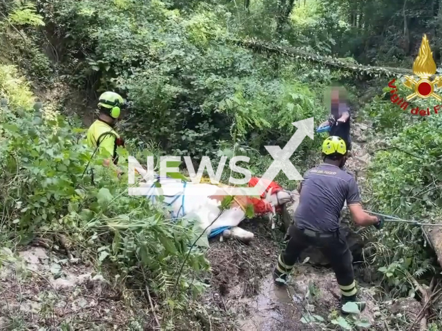 The Fire Brigade of Maniago and the Speleo Alpino Fluviale Saf team from Pordenone intervened to recover a cow that had fallen and lost for a few days on the 20th of June 2022 in Meduno, Italy. Note: Picture is a screenshot from a video (vigilfuoco.tv/Newsflash)