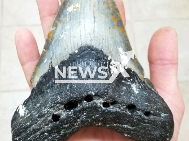 A team of Princeton researchers has now discovered clear evidence that Megalodon and some of its ancestors were at the very highest rung of the prehistoric food chain – the highest “trophic level.”
Note: Licensed photo(Harry Maisch/Newsflash).