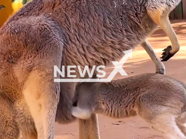 Baby Kangaroo does not want to separate from his mother in San Antonio Zoo, Texas, United States. Note:Photo is a screenshot from the video (@sanantoniozoo/Newsflash)