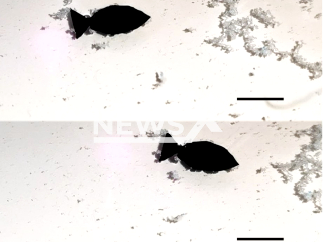 A light-activated fish-shaped robot collects microplastics as it swims (scale bar is 10 mm).
Note: Licensed photo(Adapted from Nano Letters 2022, DOI: 10.1021/acs.nanolett.2c01375/Newsflash).