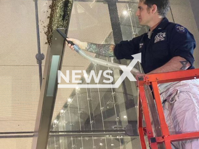 The New York Police Department's bee   removed  6,000 bees clinging to the side of the 3 World Trade Center, in New York City,  New York, USA, on 29th May. Note: Police photo. (@NYPDnews/Newsflash)