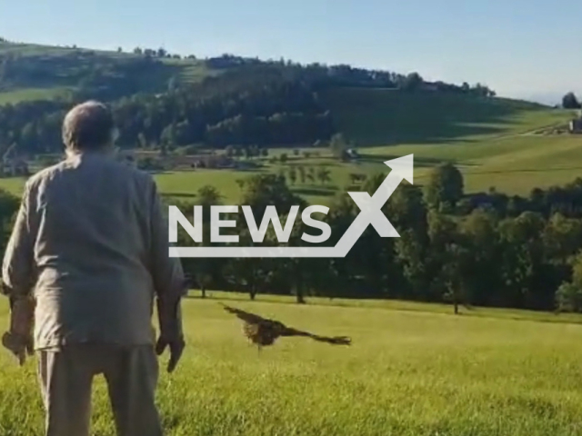 The Eurasian eagle-owl (Bubo bubo) with a healed wing fracture that was successfully released in the wilderness. Note: Picture is a screenshot from a video (Tierparadies Schabenreith, Hofner/Newsflash)