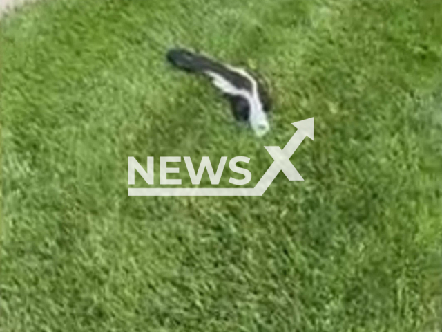 Animal control officers rescue of a skunk found wandering a neighbourhood with its head stuck in a beer can, in Lincoln , Nebraska, on 26th June. Note: Photo is a screenshot from the video (@LincolnAnimalControl/Newsflash)