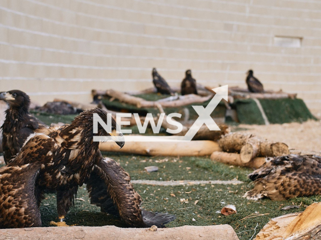 Several white-tailed eagle (Haliaeetus albicilla)  rest in GREFA (Majadahonda, Madrid) before being transferred to Asturias. Note: Licensed photo.  (GREFA, Eloy Couceiro/Newsflash)