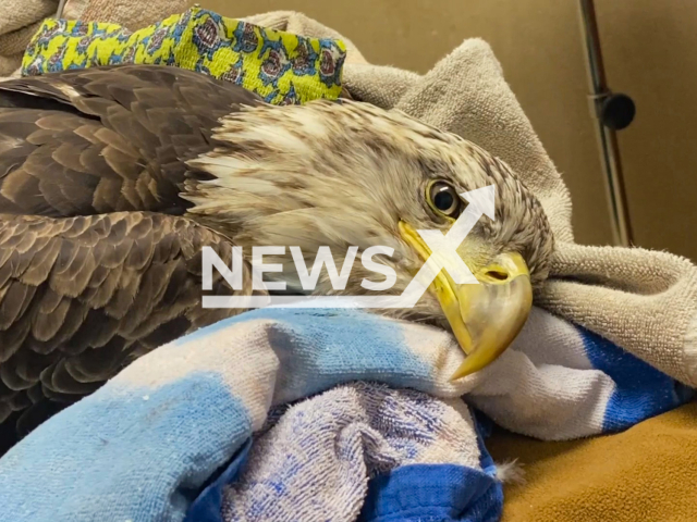 The bald eagle that was accidentally shot by hunters laying down, in Pefferlaw, Ontario. Note: Picture is a screenshot from a video (@drcliffworldwidevet/Newsflash)