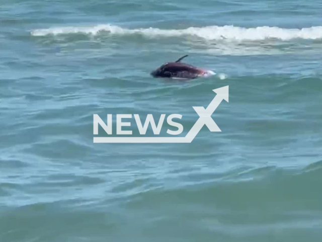 A dead dolphin was filmed floating on the beach, among tourists in Mamaia resort, Romania. Note:Photo is a screenshot from the video (@banumonicaa/Newsflash)