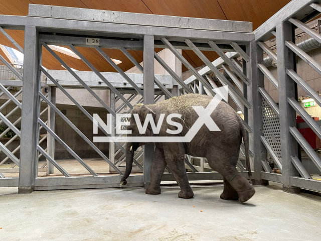 Two-year-old elephant Umesh at the elephant park in the Zurich Zoo in Switzerland. Note: Licensed photo. (Zoo Zurich, Nicole Schnyder/Newsflash)