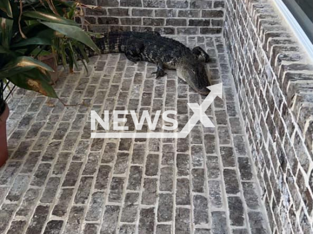 An alligator  was found on a patio, in Kingsland, Georgia, USA, on 29th June. 
Note: Police photo. (@KingslandPD/Newsflash)