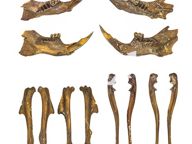 Lower jaw and front limb bones of wood mice (Apodemus cf. sylvaticus) evaluated by the University of Basel in Switzerland. Note: Licensed photo. (Raul Soteras, AgriChange project/Newsflash)