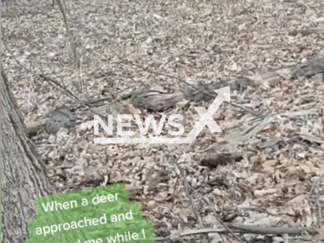 Terence MG Leano, 26, who lives in Windsor, Ontario in Canada filmed two unidentified creatures and a deer which appeared in the background while he was singing. Note: Photo is a screenshot from the video (@throatsingking/Newsflash)