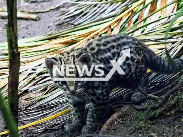 The adorable ocelot cub that took its first steps in Leipzig Zoo's rainforest in Germany, after it was born in May 2022. Note: Licensed photo. (Zoo Leipzig/Newsflash)