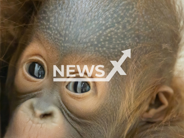 Young female orangutan Kendari that was born on 19th June at the Vienna Zoo in Austria. Note: Licensed photo. (Daniel Zupanc/Newsflash)