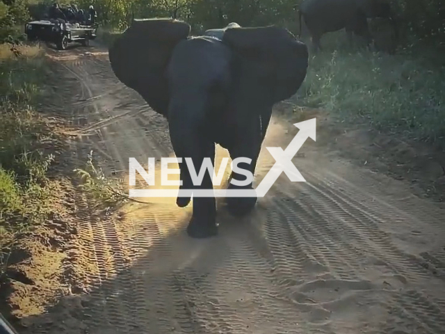 First time safari goers encounter curious young elephants, on the 18th of June, in Hoedspruit, Limpopo, South Africa. Note: Picture is a screenshot from a video (@ranger_ebz/Newsflash)