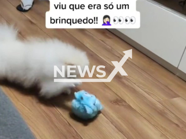 Dog's reaction to it's new toy in Sao Paulo, Brazil. Note: Photo is a screenshot from the video (@adrianasirotenco/Newsflash)