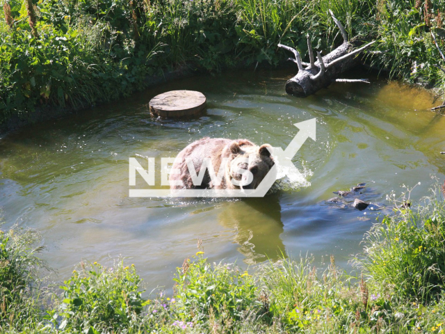 Bear Sam enjoys the first bath in Arosa Bear Sanctuary.
Note: Licensed photo(Stiftung Arosa Baren, VIER PFOTEN/Newsflash).