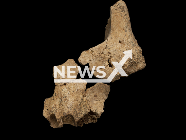 Parcial face of hominidus found in the archaeological site of Sima del Elefante, in Atapuerca, Spain, July 2022.
Notes: Licenced photo (Maria Dolors Guillen-Equipo Inv Atapuerca/Newsflash)