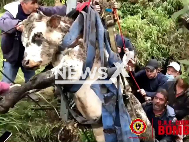 Moment of the rescue of the cow that fell into a trench in Chapinero, Colombia, July 2022. Note: This picture is a screenshot from the video (@BomberosBogota/Newsflash).