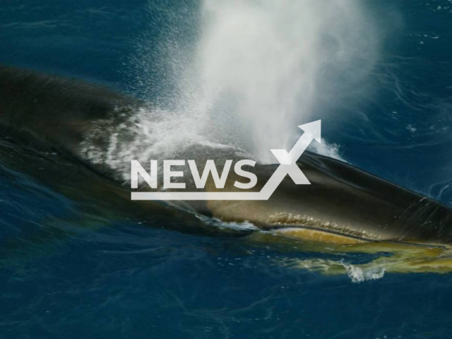 A fin whale in the Weddell Sea near Elephant Island north of the West Antarctic Peninsula.
Note: Licensed photo(Alfred-Wegener-Institut/Newsflash).