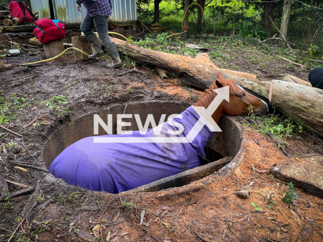 Five-year-old chestnut horse rescued after he fell into a storage tank at Belimbla Park, southwest of Sydney in July 2022. Note: Government photo(@frnsw/Newsflash).