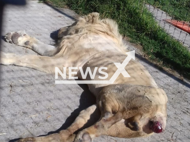 One of the animals living in bad conditions in the shelter Black Jaguar White Tiger, in Mexico, July 2022.
Notes: Picture is from organization (@azcarmx/Newsflash)