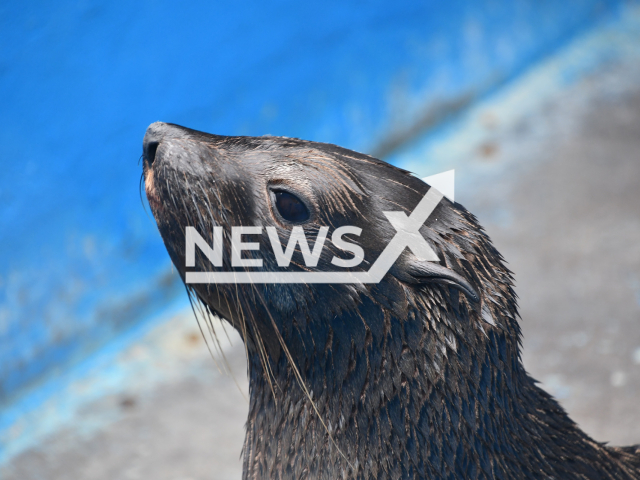 Moment South American fur seal which was rescued in a river malnourished is taken back to the sea in a beach of Argentina, July 2022.
Notes: Licenced photo (Mundo Marino/Newsflash)