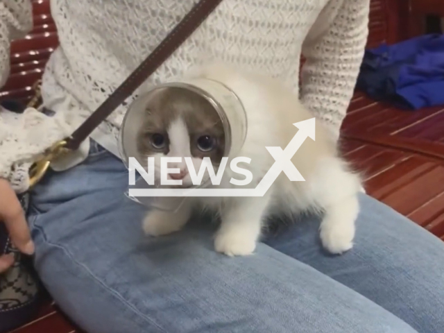 Firemen rescue greedy kitten that stuck head in jar in Qiandongnan, China. Note: Picture is a screenshot from a video (Guizhou Fire/AsiaWire)