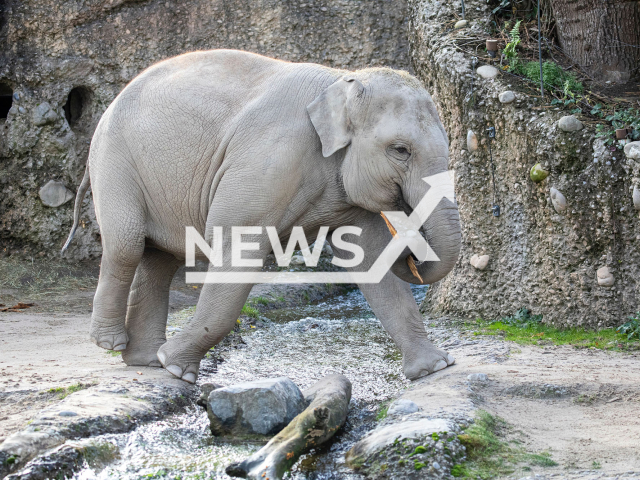 Female elephant Omysha in the elephant park at the Zurich Zoo in Switzerland in 2021. Note: Licensed photo. (Zoo Zurich, Enzo Franchini/Newsflash)