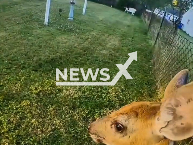 Deer stuck in fence rescued by West Seneca Police in United States. Note: Picture is a screenshot from a video (@wspolice/Newsflash)