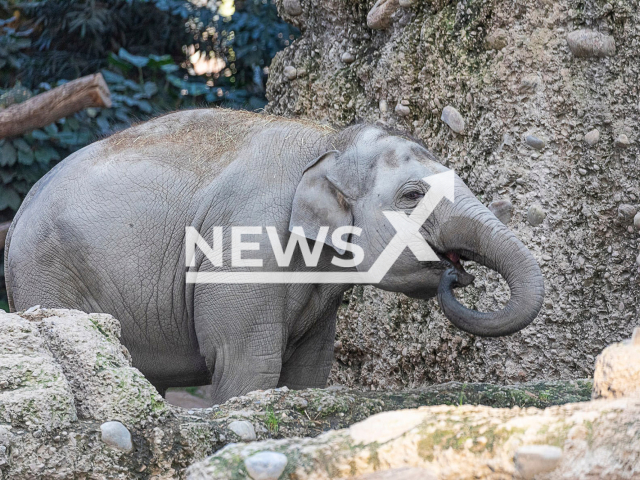 Female elephant Omysha drinking water at Zurich Zoo in Switzerland. Note: Licensed photo. (Zoo Zurich, Enzo Franchini/Newsflash)