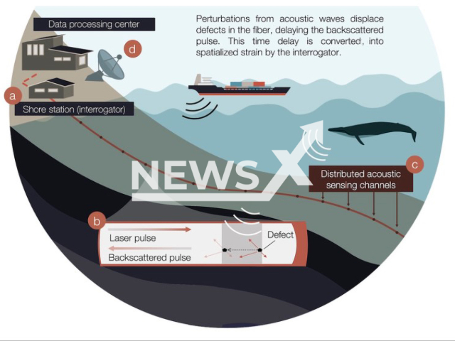 This schematic shows how the Distributed Acoustic Sensing, called DAS, works. Laser pulse is sent from the shore station through a fibre optic cable by an interrogator (a), which has evenly spaced nodes on it, called defects (b). Underwater sounds cause the defects in the fibre to be slightly displaced, which delays the backscatter a signal back to the interrogator, which then interprets the time delay as a strain on the fibre. 
Note: Licensed photo(Graphic: Marte Finsmyr, Lea Bouffaut/Newsflash).