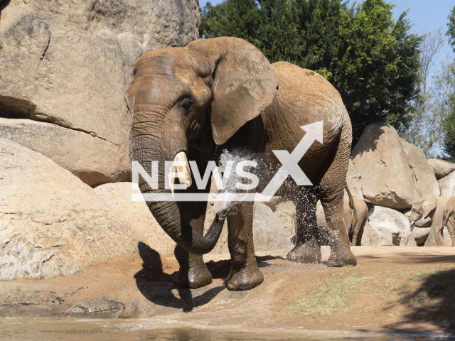 Kibo, the male elephant which died in zoo park of Bioparc Valencia, in Valencia, eastern Spain, July 2022.
Notes: Licenced photo (Bioparc Valencia/Newsflash)