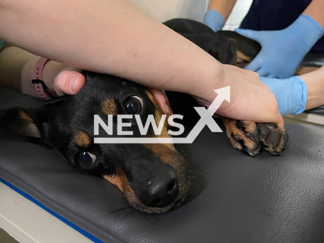 The disabled dog who was apparently abandoned at a vet clinic in Tyumen, Russia. Note: Photo from vet clinic. (@klever_vet/Newsflash)