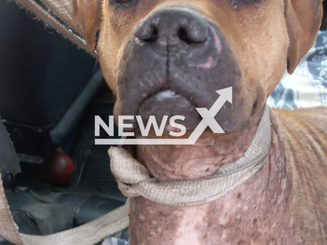 Guadalupe, the dog that was found tortured with needles and eyes burned near a river in Rosario, Argentina, July 2022.
Notes: Private picture (@rc.debora/Newsflash)